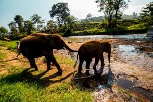 DAY 2 ELEPHANTS 2