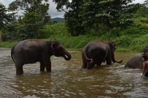 ELEPHANTS MAE WANG 16