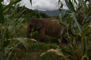 ELEPHANTS MAE WANG 21