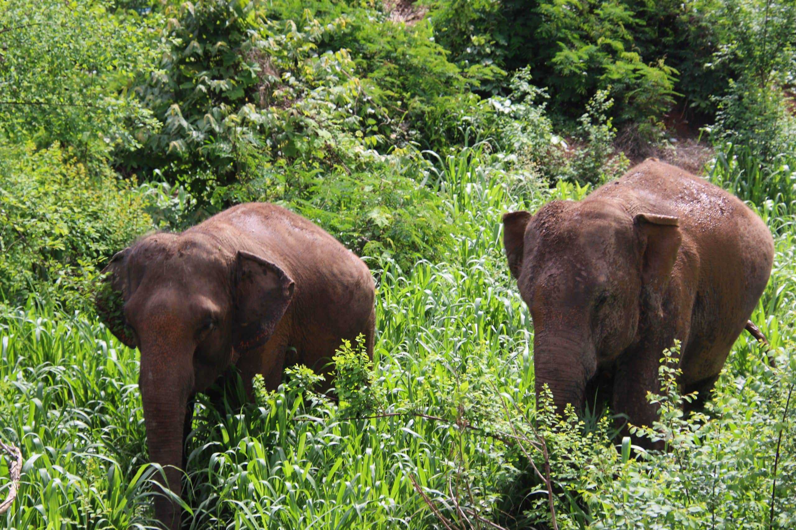 MANUELA ELEPHANTS JUNE 2019 4