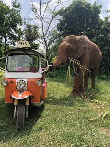 BIG BUT NOT BIG ENOUGH FOR AN ELEPHANT 1