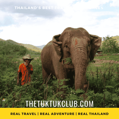 An elephant in deep grass with it's mahout