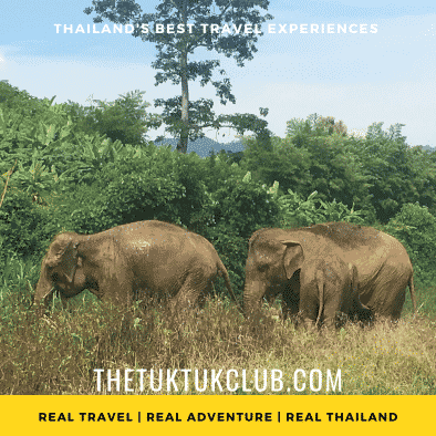 Two elephants walking through grassland in the mountains of Northern Thailand
