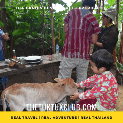 A Karen Hill Tribe family in the mountain of Northern Thailand preparing food whilst the youngest plays with their pet cow
