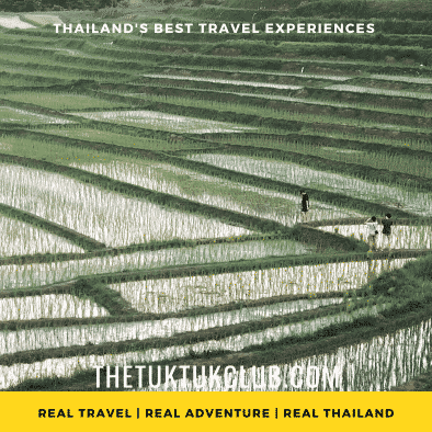 Three poeple walking through terraced rice fields with water in them in the mountains of Thailand