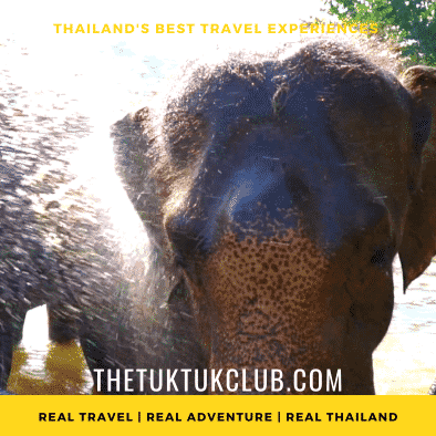 A close up of the head of an elephant splashing in a river in Chiang Mai