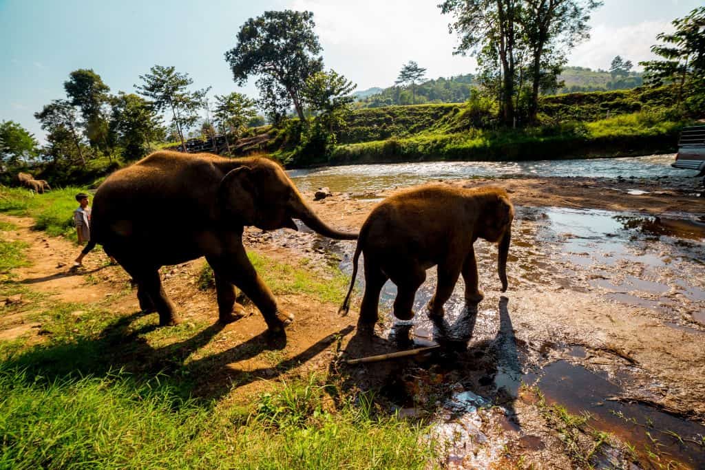 Two elephants playing with each other as they are about to swim in a small river