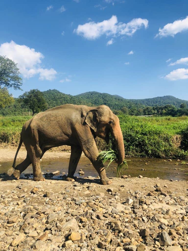 Join The Tuk Tuk Club in helping a group of elephants in MaeVang 5 ELEPHANT IMAGES FOR BLOG 1