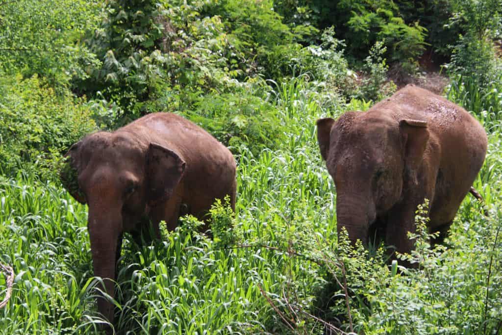 Join The Tuk Tuk Club in helping a group of elephants in MaeVang 1 ELEPHANT IMAGES FOR BLOG 2