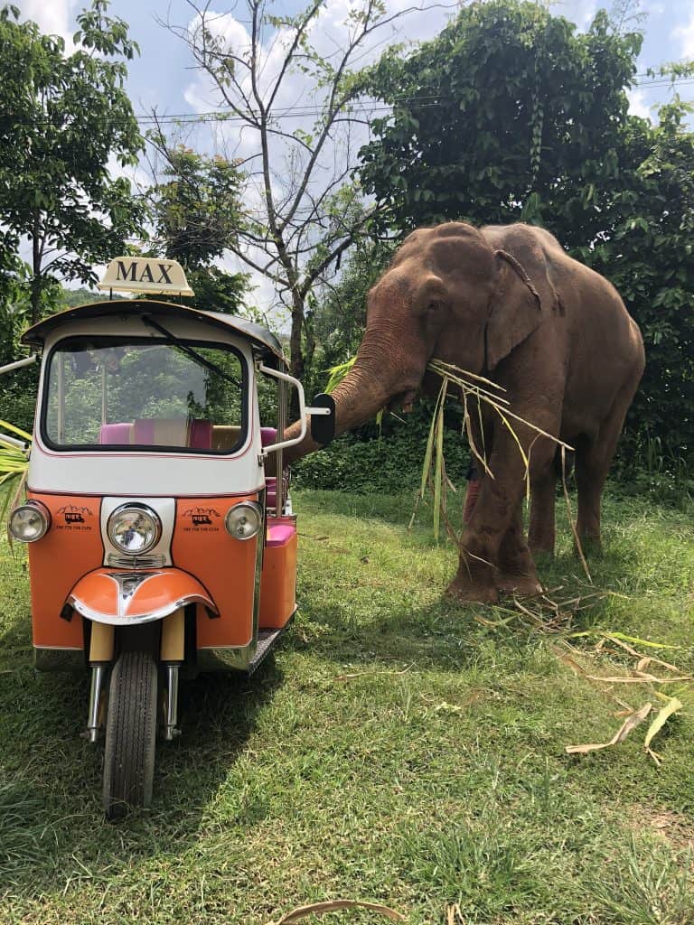 Join The Tuk Tuk Club in helping a group of elephants in MaeVang 4 MAX THE TT SEPT