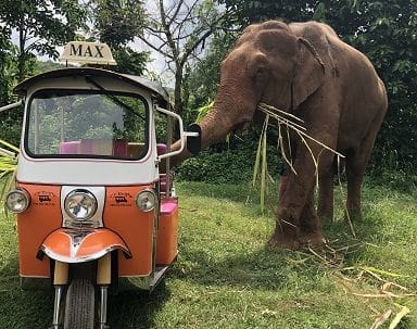 An elephant eating sugar cane standing next to an orange Tuk Tuk