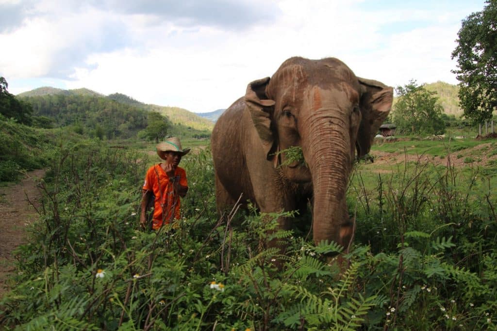 THINGS TO DO IN CHIANG MAI 4 BEST ELEPHANT IMAGES MAE WANG 12