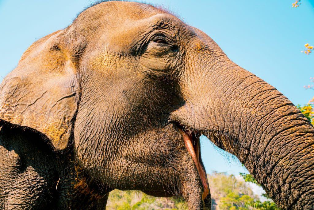 IS NORTHERN THAILAND WORTH VISITING? 6 ELEPHANTS