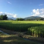 View across rice fields to mountains in the distance