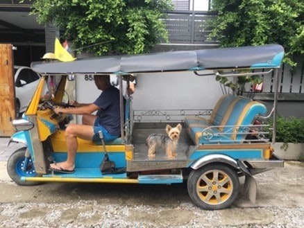 Is travelling by Tuk Tuk in Northern Thailand comfortable? 1 Man in Tuk Tuk with Yorkshire Terrier dog standing in the rear