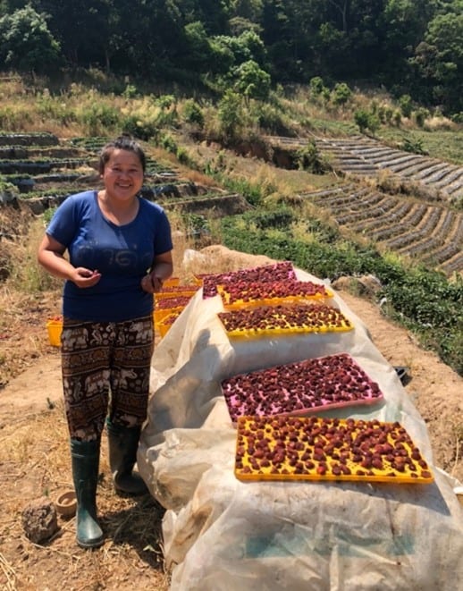 Discover the joys of a Tuk Tuk Adventure through Northern Thailand 4 A local woman sun-drying strawberries to create a sweet snack