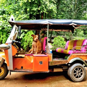 1 Day Tuk Tuk Tour of Northern Thailand With A Driver - Under 18